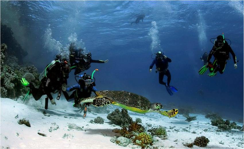 Turtle Reef