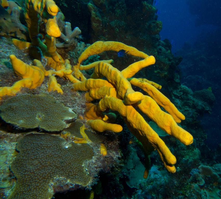 Banana Reef