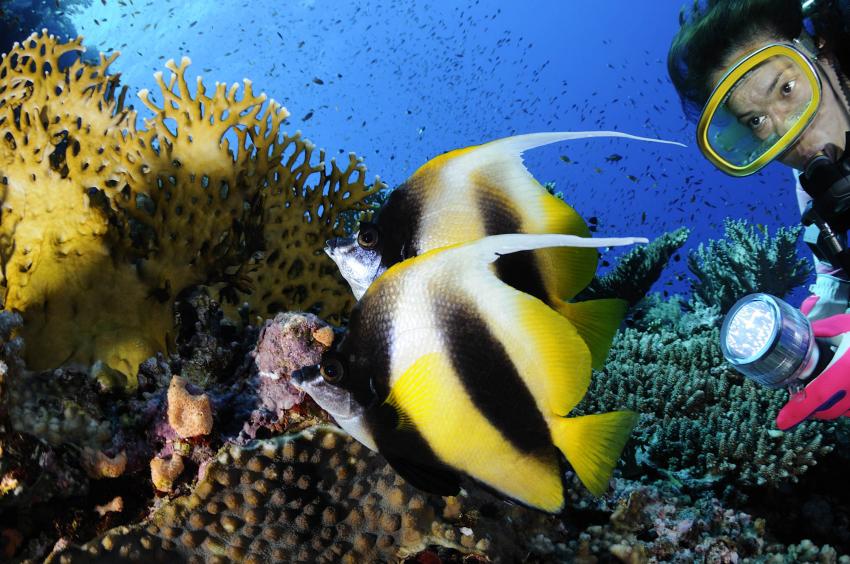 Daedalus Reef