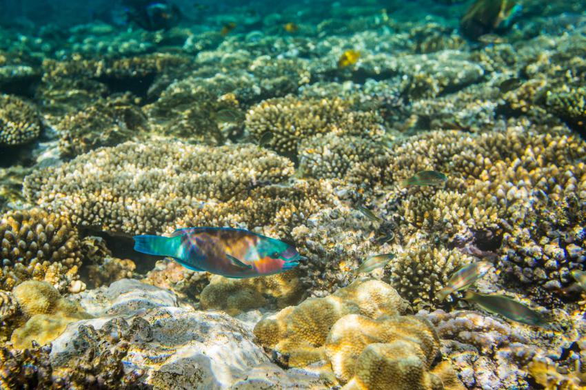 Domina Coral Bay reef