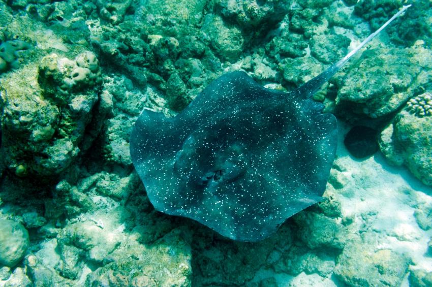 Aquarium Flic en Flac