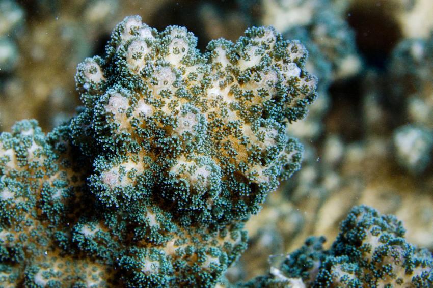 Fun & Sun House Reef