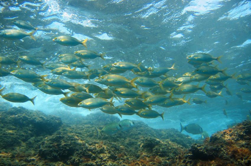 Tombant des Americains