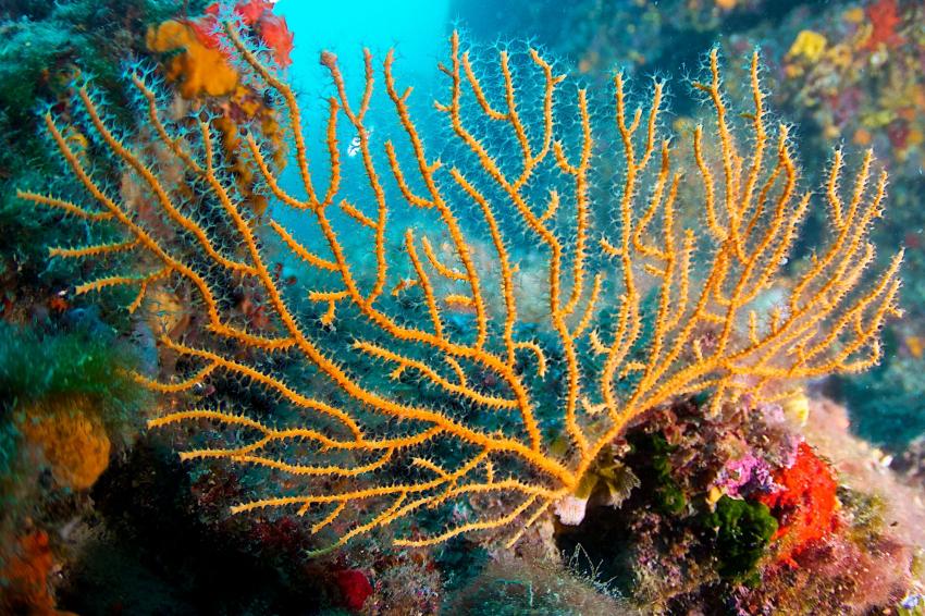 Vallee des Gorgones I