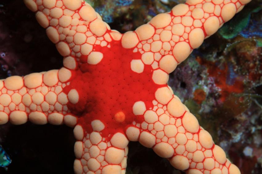 Grand Tombant de La Possession