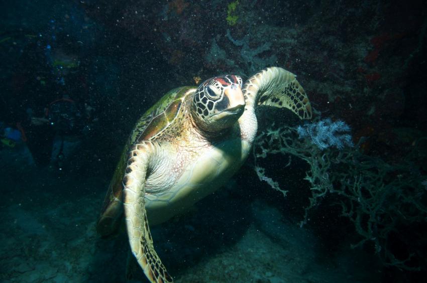 Fishman's Cove Reef