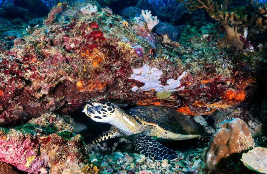 Baie Ternay Marine Park