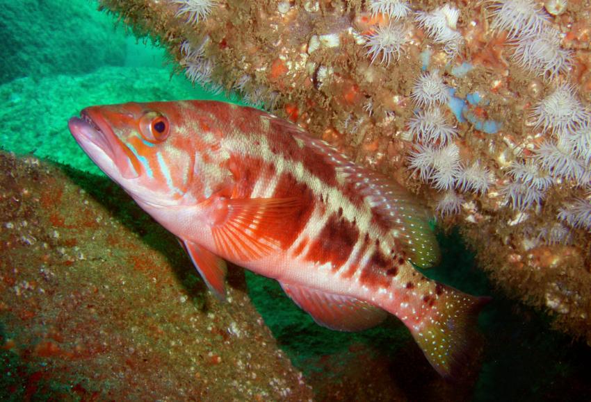 Portinho da Areia Sul