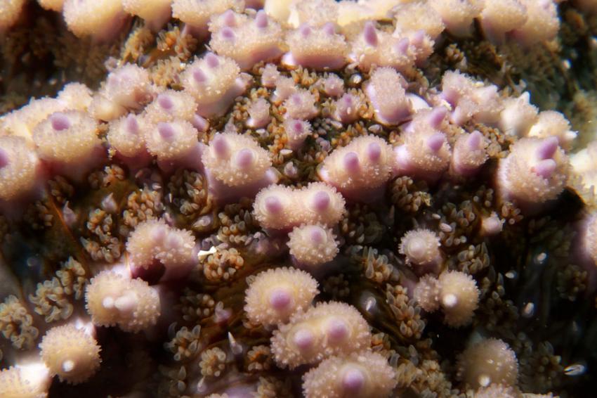 Berlengas - Cova do Sono