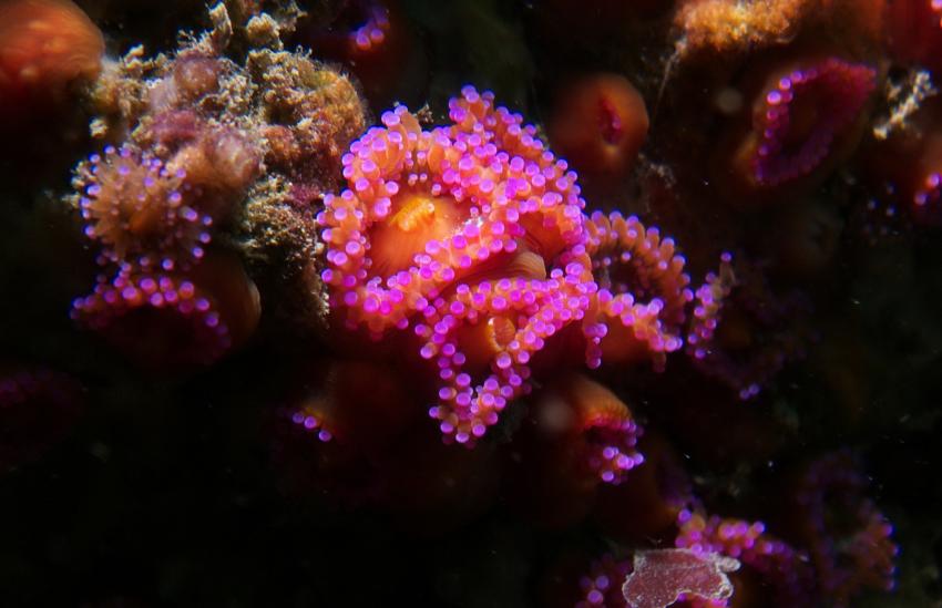 Lava Finger - Galomar