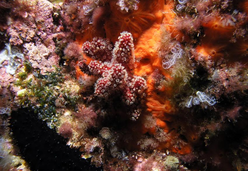 Baixas de Armacao Pera