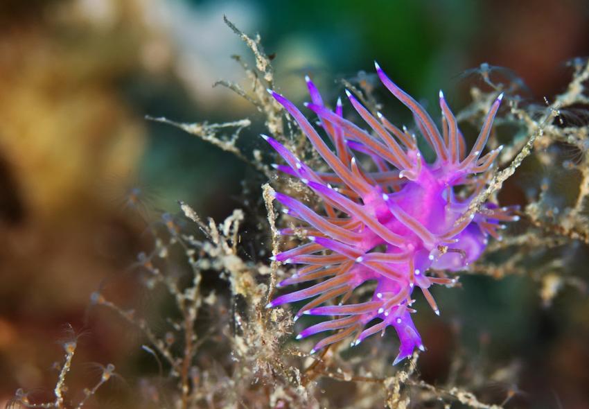 Scoglio del Bottiglione
