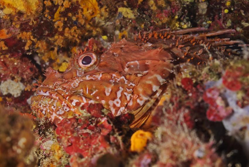 Scoglietto of Portoferraio
