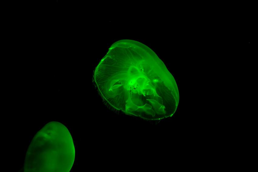 Scoglio del Remaiolo