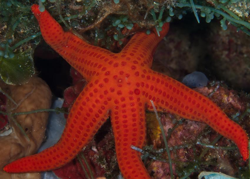 Scoglio di Remaiolo East