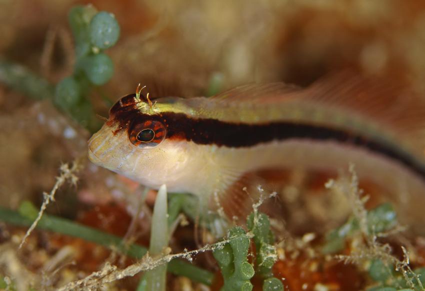 Scoglio della Triglia