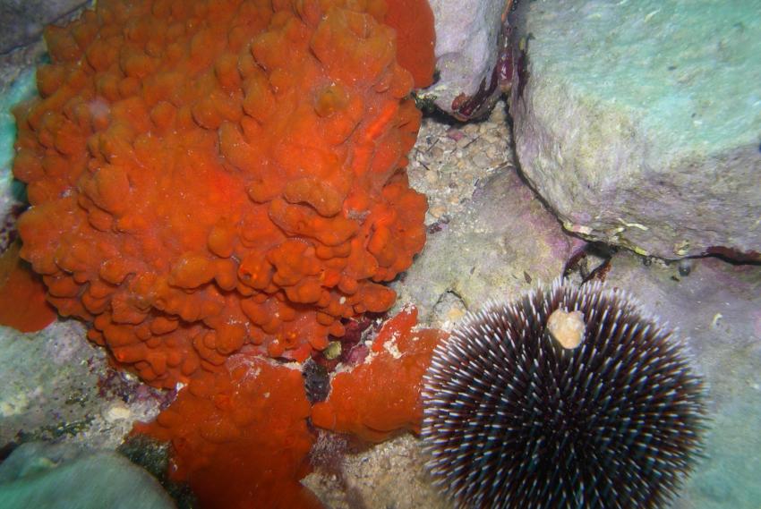 Capo Sant Andrea reef