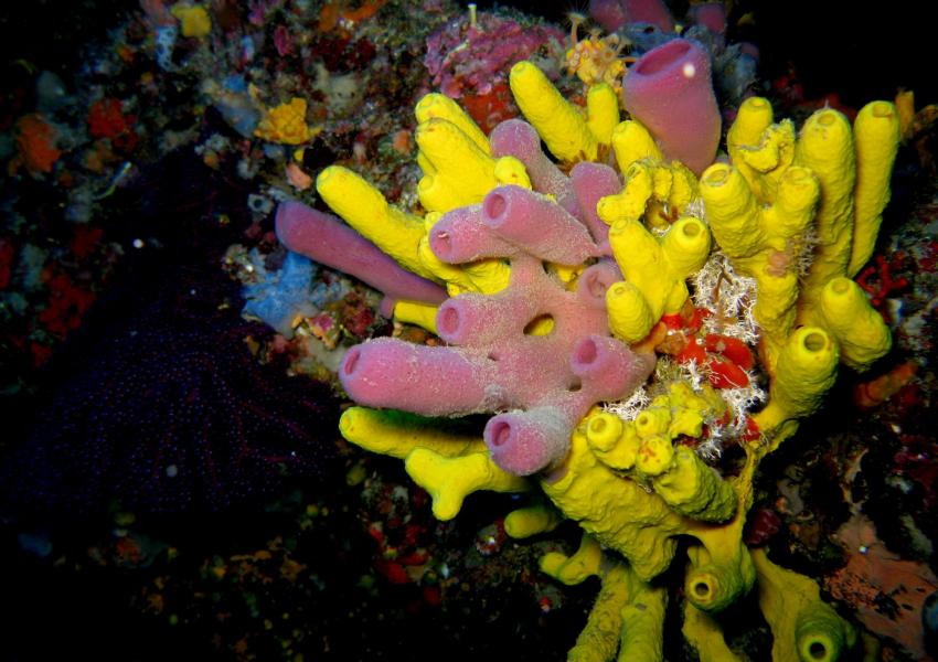 Guiseppe Dezza Wreck