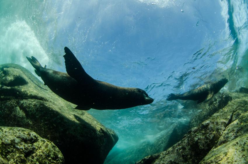 Sea Lion Colony