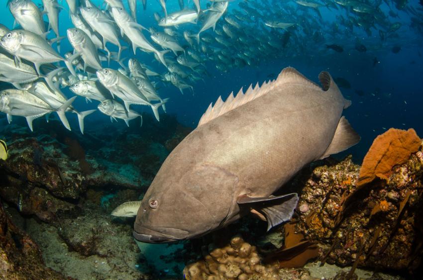 Grouper Reef