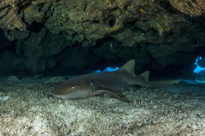 Sleeping Sharks Cave