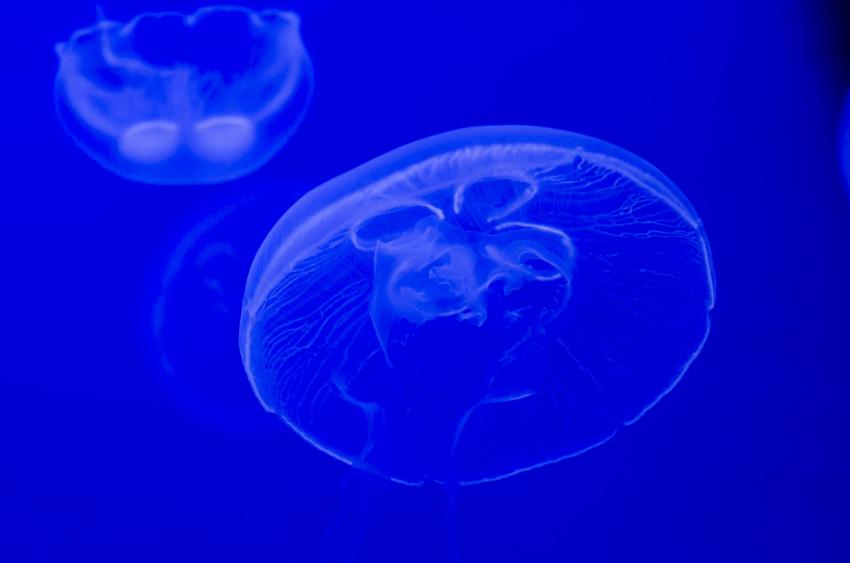 Portocolom Aldea Ibizenca