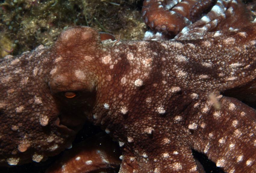 Tunel de la Ferriola