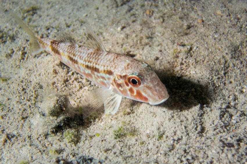 Cueva de los Cerebros