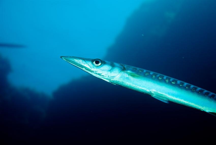 Mogan Wrecks – Cermona II