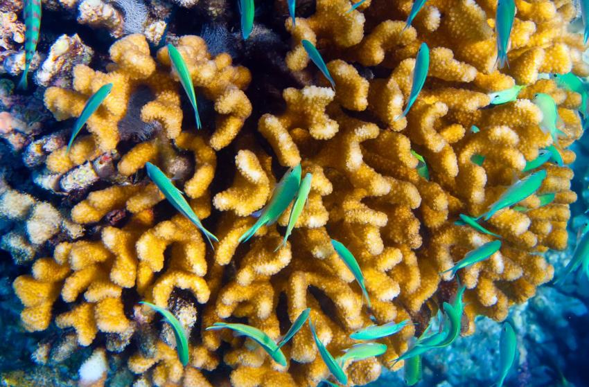 Coral Garden (Mauritius)