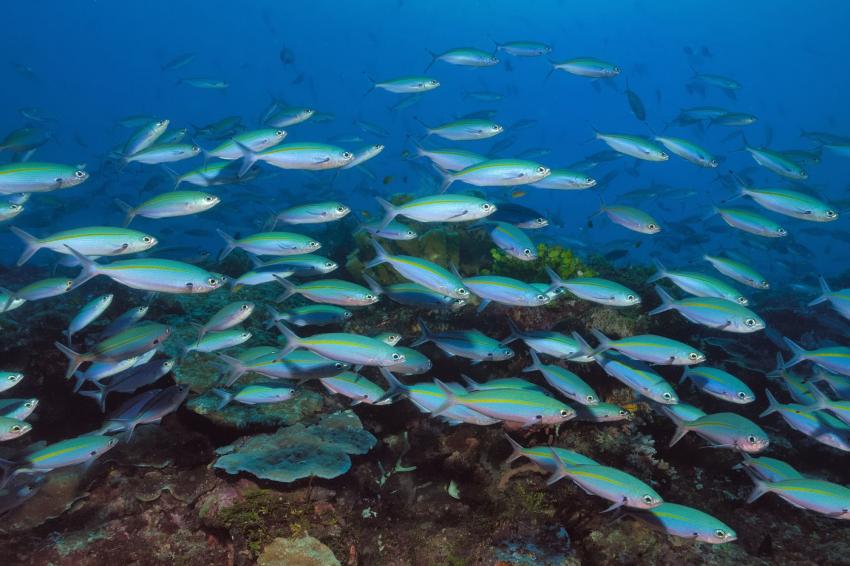Japanese WW-II Wreck