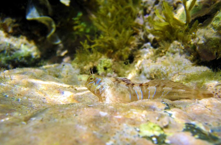 La petite Arlesienne