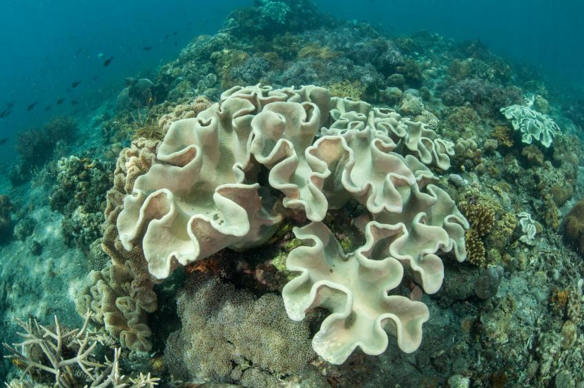 Coral Garden (Derewan)