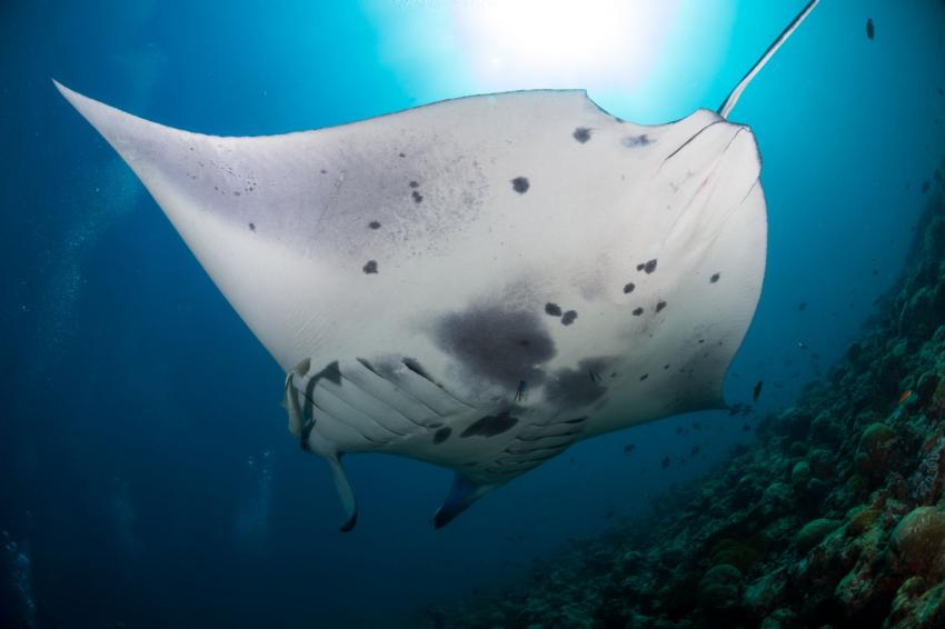 Manta Cleaning Station