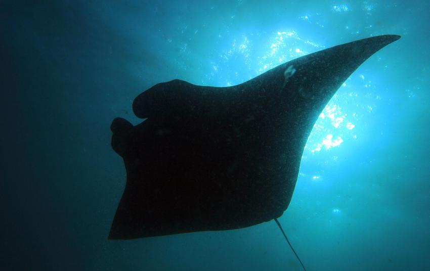 Manta Point (Nusa Penida)