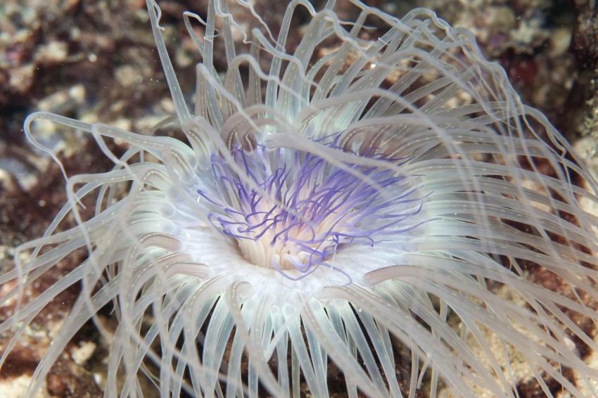 St. George’s Reef (The Secret Garden)