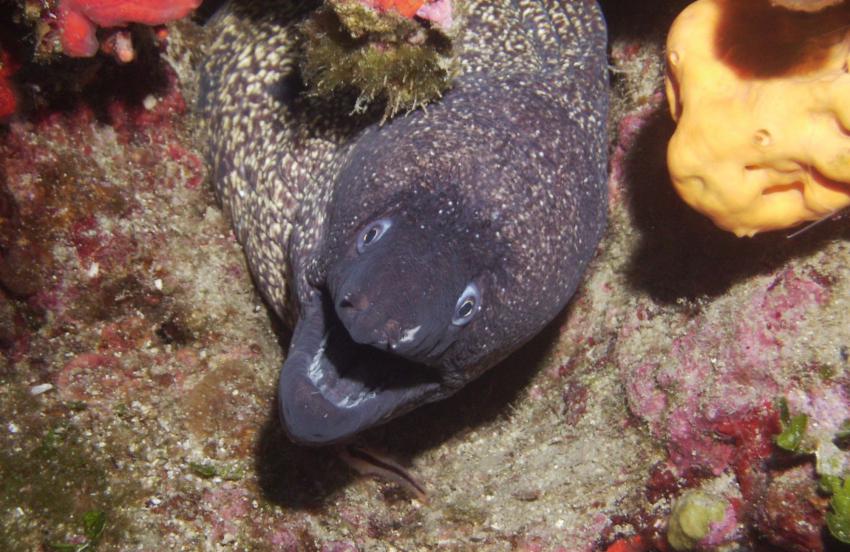 Imperial Eagle Wreck and Statue of Christ