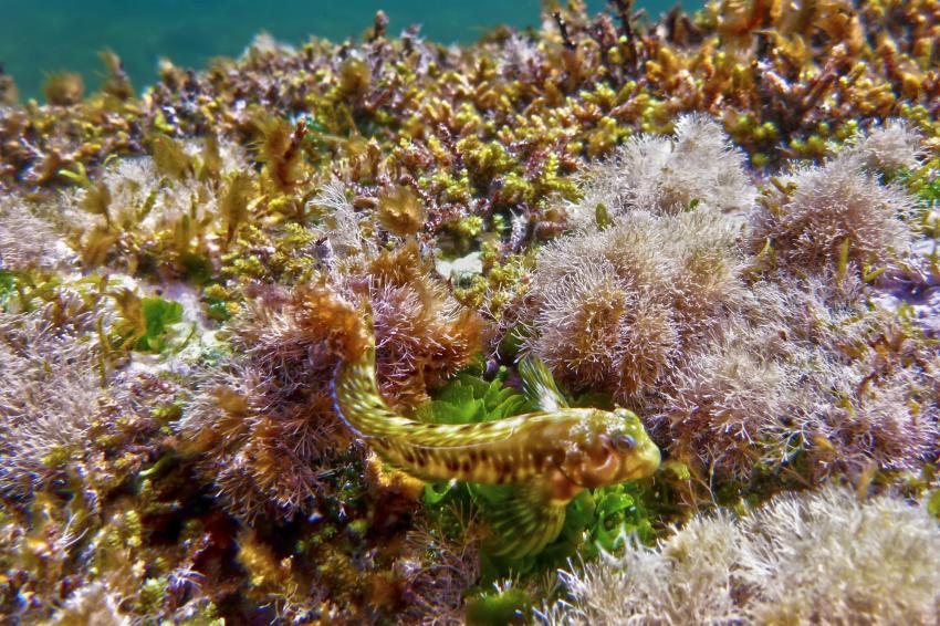 Merkanti Reef