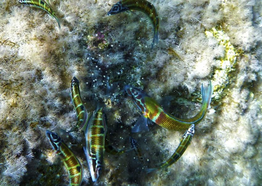 Tugboats: St Michael and №10