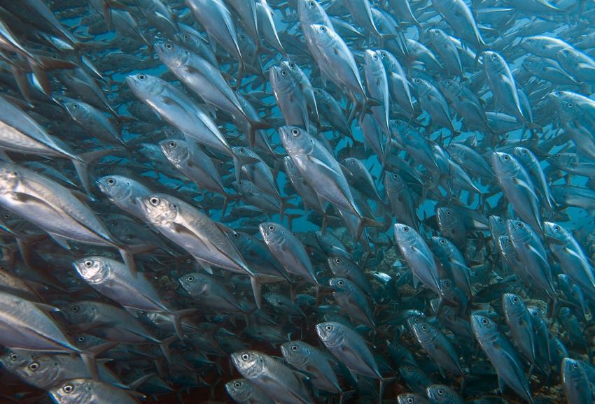 Boracay Channel Drift
