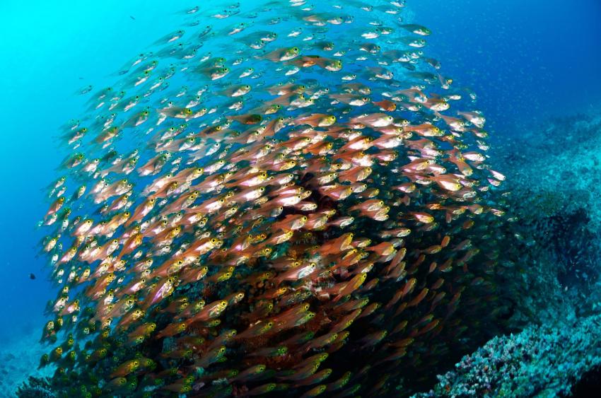 The Canyon (Pulau We)