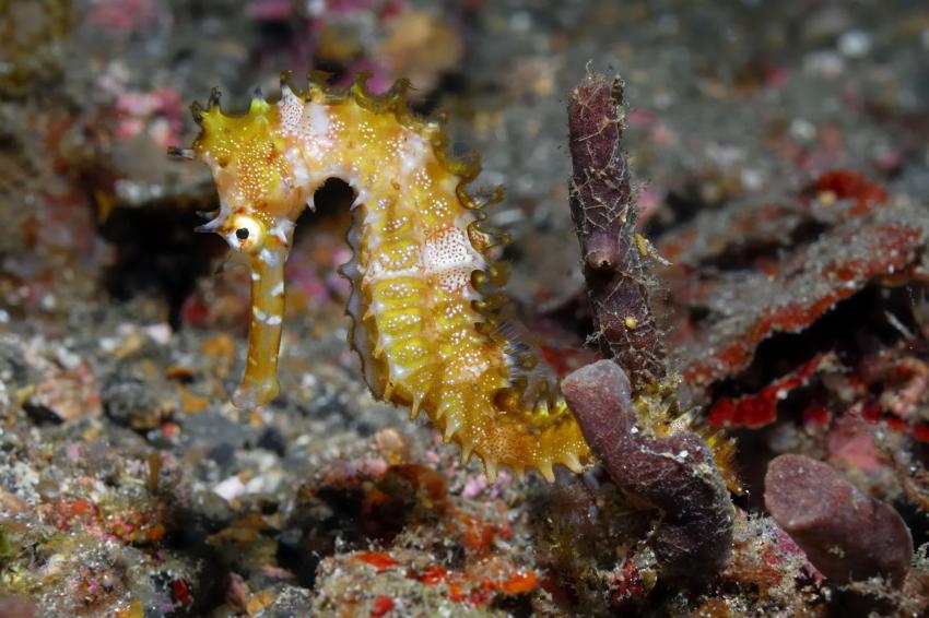 Nudi Falls