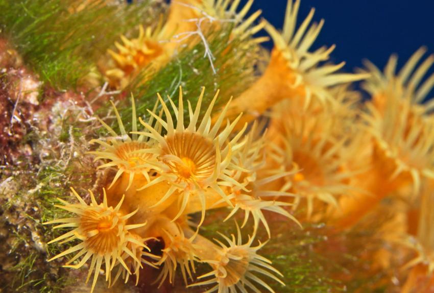 Roche de Carailleurs