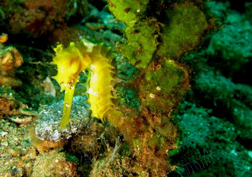 Sec de la Jaune Garde