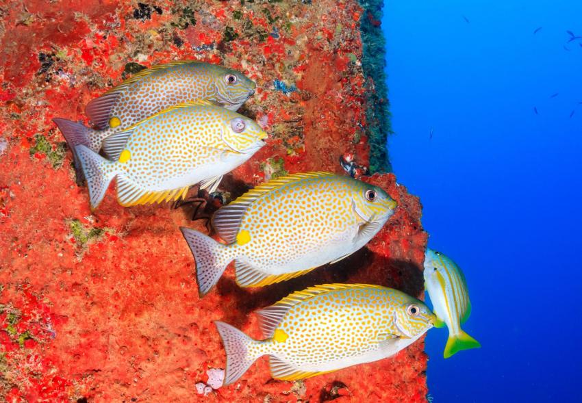 Torpilleur 207 Etoile