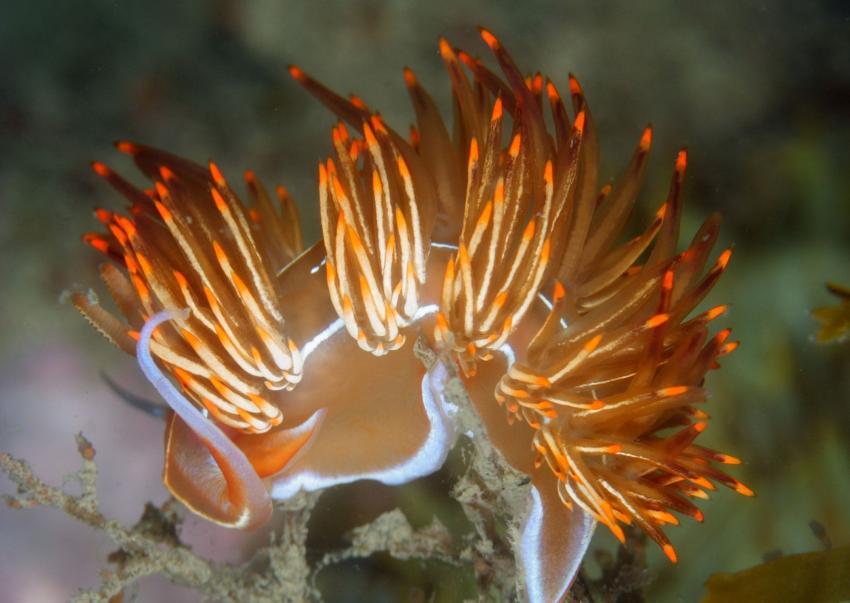 Cemiterio dos Navios