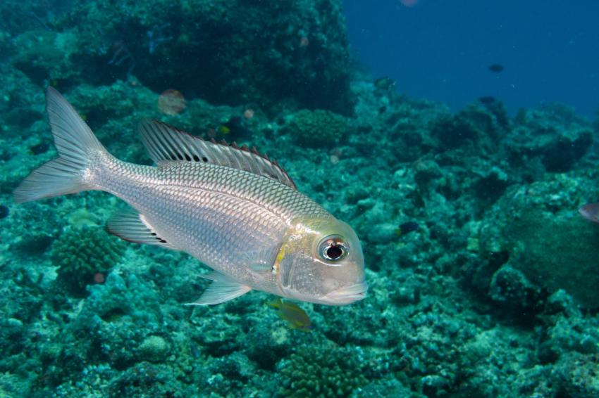 Goda Gala (Lord Nelson)