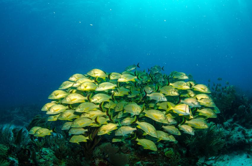 Tuckle Bucket Canyon