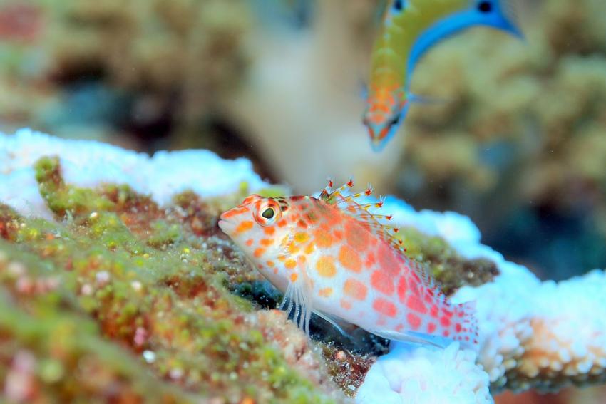 Mahatma Gandhi Marine National Park