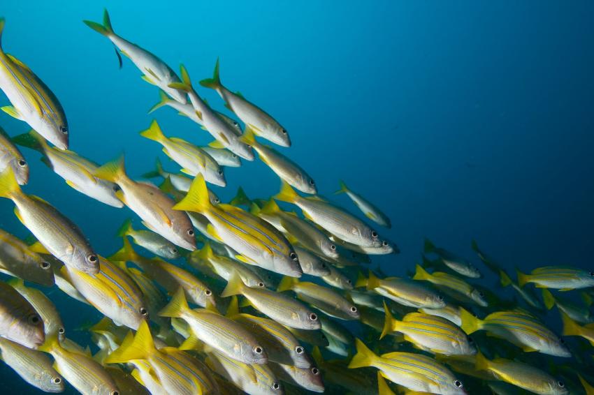 Carbyn's Cove Tourism Complex